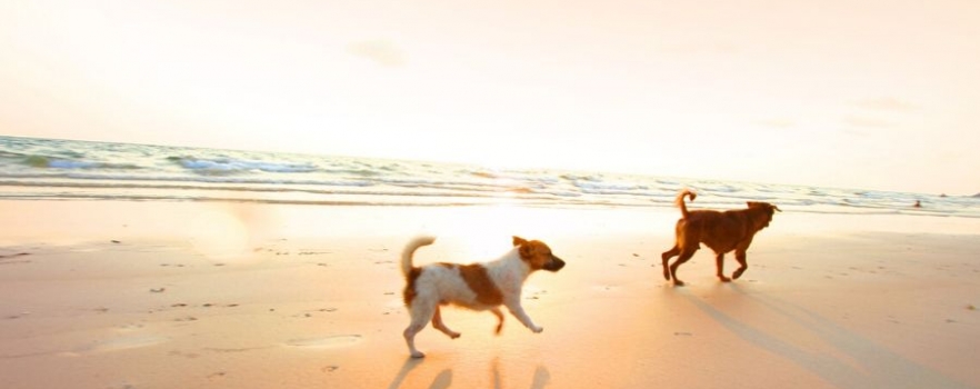 Vous pouvez désormais faire du chien de traineau sur... la plage