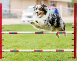 Cages pour chien - conseils d'un éducateur canin comportementaliste -  CANIBEST